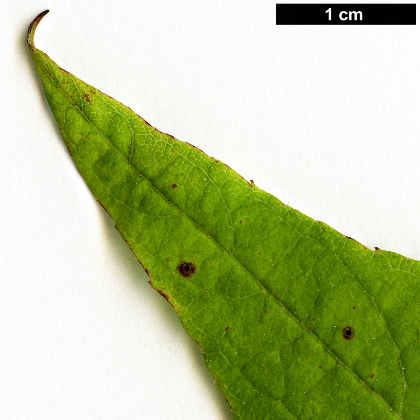 High resolution image: Family: Araliaceae - Genus: Aralia - Taxon: elata